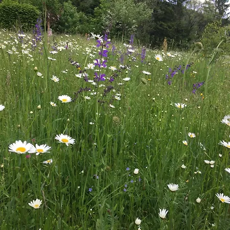 Wildrose Apartamento