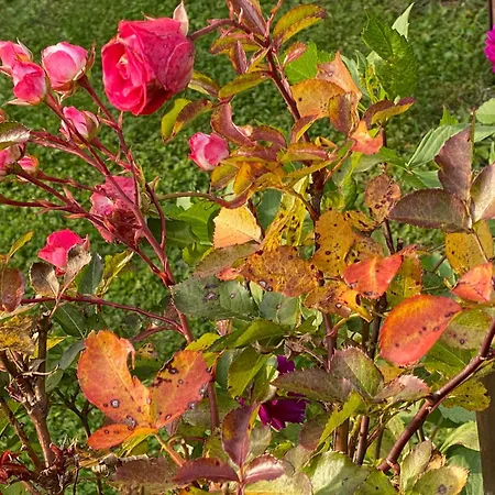 Apartamento Wildrose *