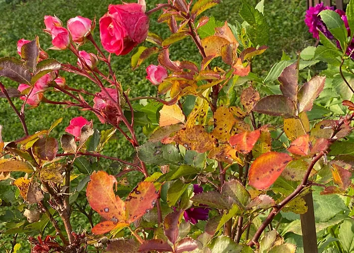 Appartement Wildrose *